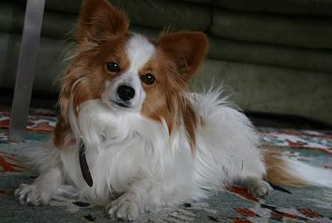 Papillon Jojo - I skal ikke falde for facaden *G* billede 6