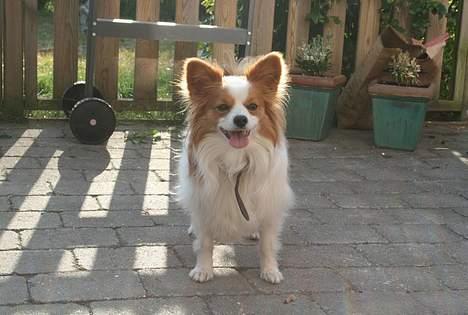 Papillon Jojo - Lige ude i haven og hygge. billede 7