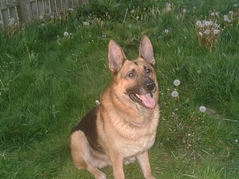 Schæferhund rex - hej er jeg ikke sød billede 1