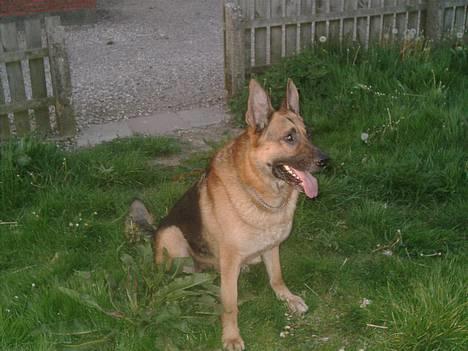 Schæferhund rex billede 2