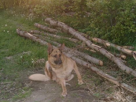 Schæferhund rex billede 3