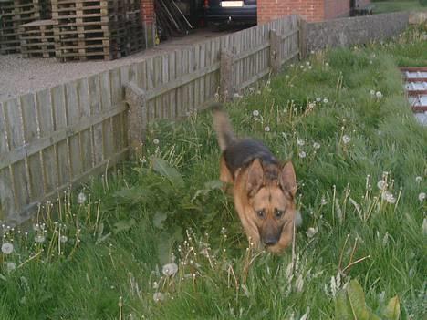 Schæferhund rex billede 4