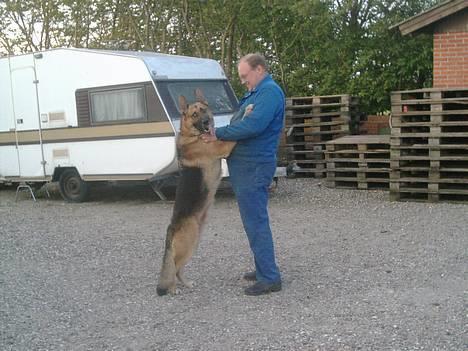 Schæferhund rex billede 5