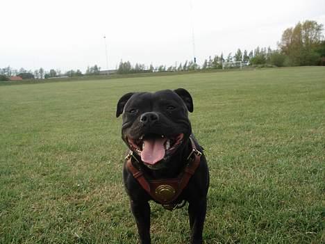 Staffordshire bull terrier nala    billede 1