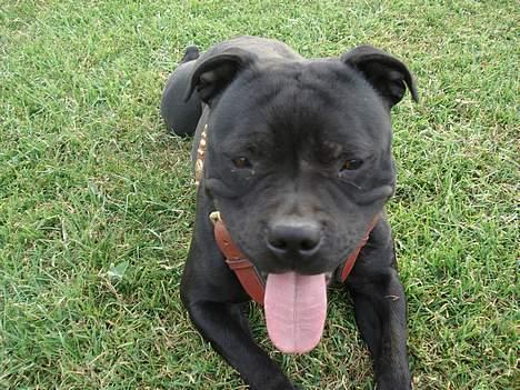Staffordshire bull terrier nala    billede 2