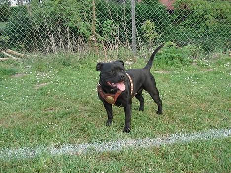 Staffordshire bull terrier nala    billede 3