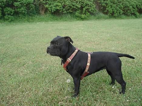 Staffordshire bull terrier nala    billede 4