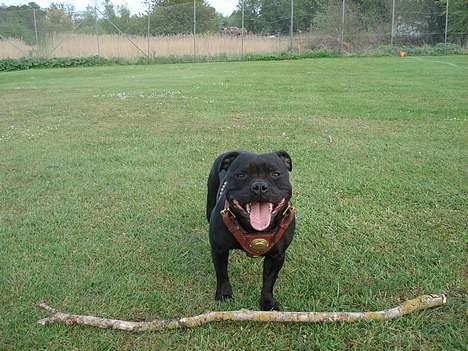 Staffordshire bull terrier nala    billede 5