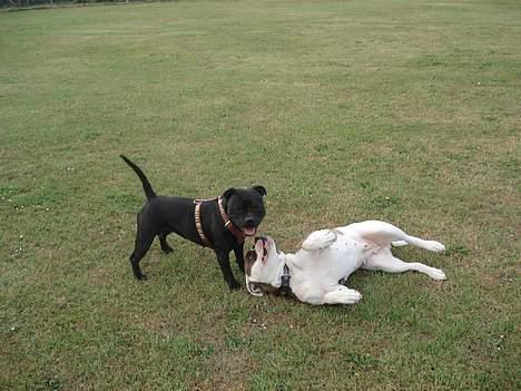 Staffordshire bull terrier nala    billede 6