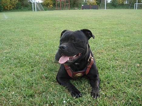 Staffordshire bull terrier nala    billede 7