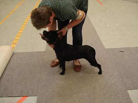 Staffordshire bull terrier nala    billede 8