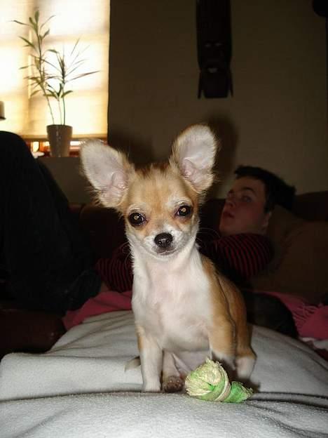 Chihuahua Nevada - "Se hvor smuk jeg er mor!" billede 7