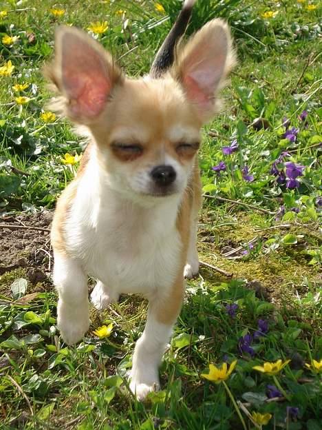 Chihuahua Nevada - Dejligt med sol :) billede 8