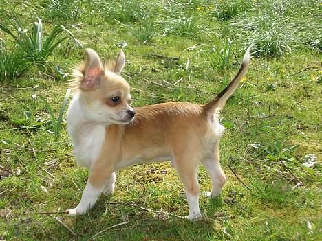 Chihuahua Nevada - Spejder efter kattene :) billede 9