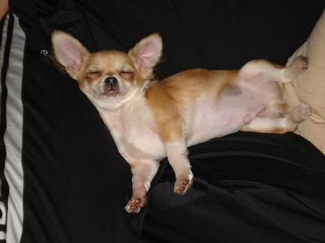 Chihuahua Nevada - Hængetræet Nevada :) billede 10