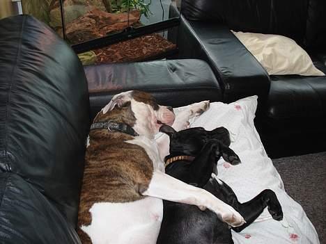 Staffordshire bull terrier nala    billede 9