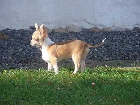 Chihuahua Nevada - Posering i haven :) billede 11