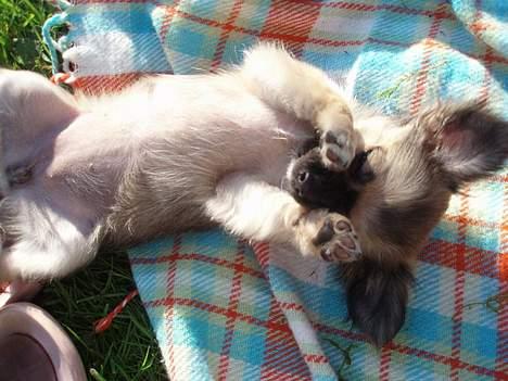 Chihuahua Roxana  - Solbader :) billede 11