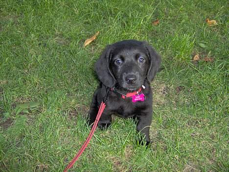 Blanding af racer Daisy - Daisy 8 uger gammel billede 1