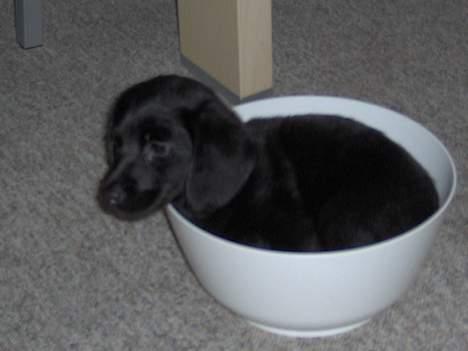 Blanding af racer Daisy - så lille at man kan være i skålen til en bagevægt... billede 2