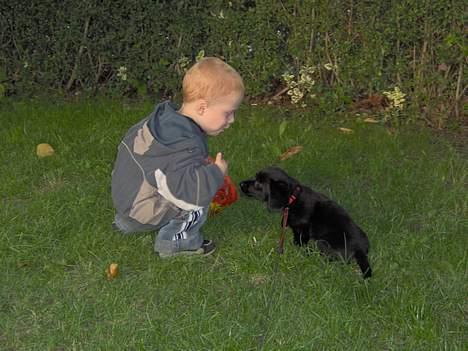 Blanding af racer Daisy - Daisy og vores Søn janick, hygger i græsset.... billede 3