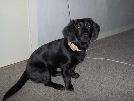 Blanding af racer Daisy - se lige hvor sød jeg er c",) billede 4