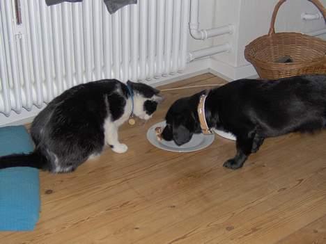 Blanding af racer Daisy - Daisy og vores kat Bastian snupper lige et måltid sammen... billede 5