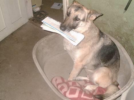 Schæferhund micka - er jeg ikke dygtig billede 1