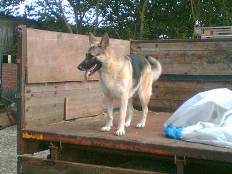 Schæferhund micka - sikken udsigt billede 2