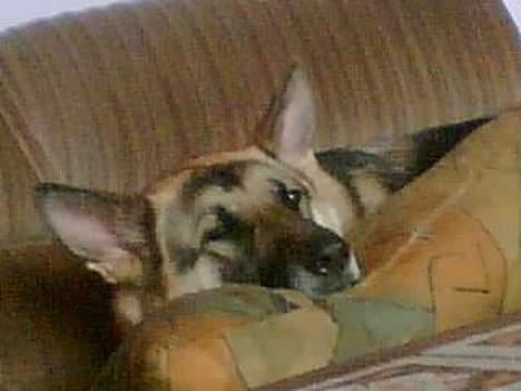 Schæferhund micka - jeg tager mig lige en slapper billede 3