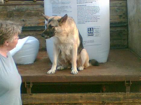Schæferhund micka billede 4