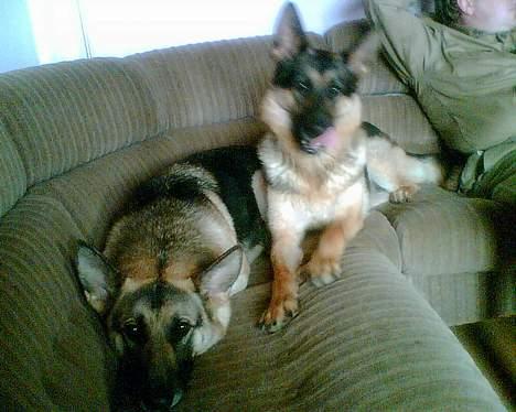 Schæferhund micka - er vi ikke søde billede 5