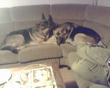 Schæferhund micka - vi tager os lige en lur billede 6