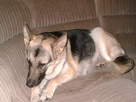 Schæferhund micka billede 7