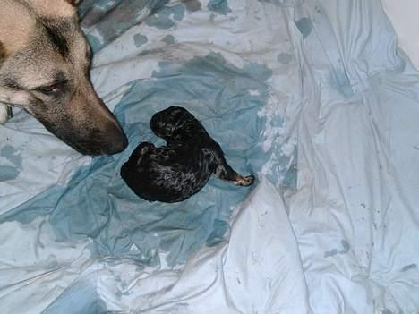 Schæferhund micka - se jeg har fået en hvalp billede 8