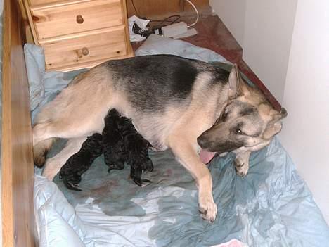 Schæferhund micka billede 9