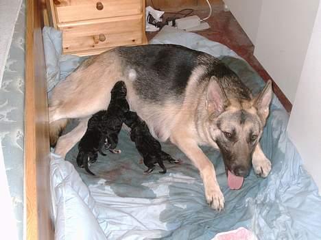 Schæferhund micka billede 10