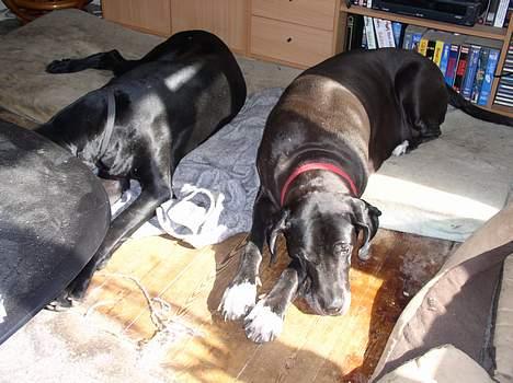 Grand danois Baby - To veninder i en solstribe billede 6