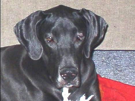 Grand danois Baby - Vores smukke Baby billede 7