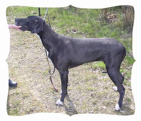 Grand danois Baby - Man prøver at stå som mor siger man skal, hm billede 8