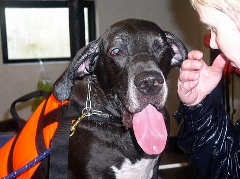 Grand danois Baby - Hey, hvad med en tur i vandet billede 9