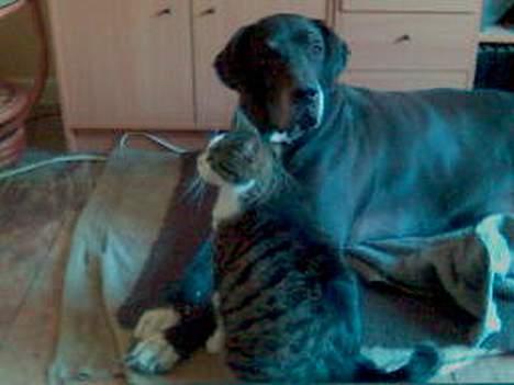 Grand danois Baby - Baby og Figaro er bedste venner billede 10