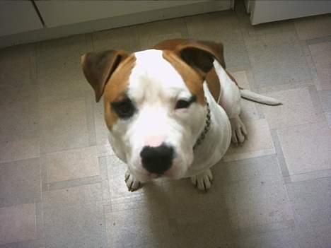 Amerikansk staffordshire terrier MOJO billede 1