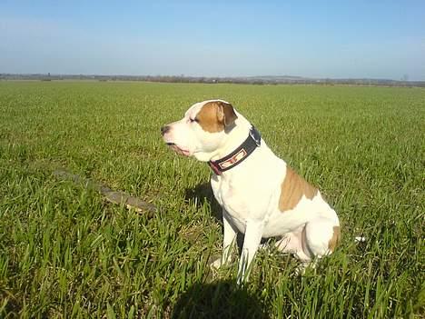 Amerikansk staffordshire terrier MOJO billede 2