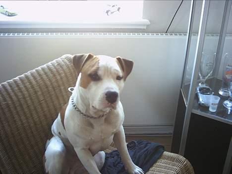 Amerikansk staffordshire terrier MOJO - whats up daddy billede 3