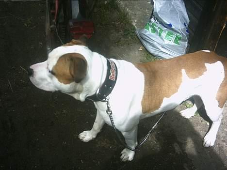 Amerikansk staffordshire terrier MOJO billede 4