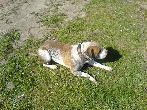 Amerikansk staffordshire terrier MOJO - meget beskidt hund. he he billede 5