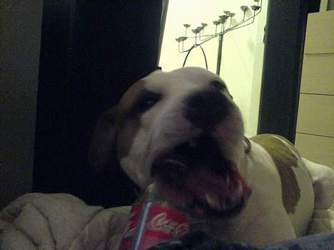 Amerikansk staffordshire terrier MOJO - elsker at bide i plastic flasker billede 6