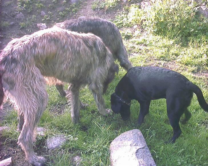 Labrador retriever ( Formel 1)   Bølle - Schubert , Andrea  ( Irske Ulve hunde ) og Bølle finder godbidder billede 4