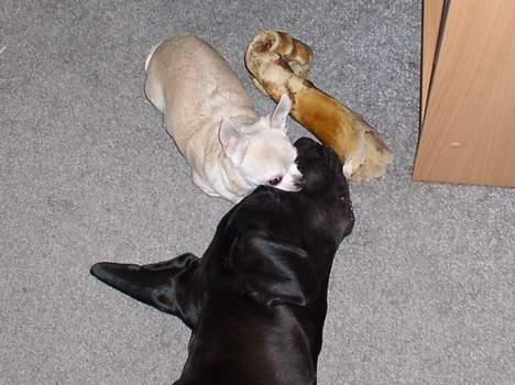 Grand danois Baby - Du lader MIT  ben være eller du får bank!!!! billede 11